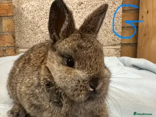 Netherland Dwarf rabbits Netherland Dwarf Rabbits for sale - Advert 9