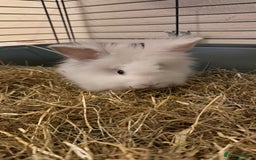 Lionhead rabbits for sale: Baby Lion head and Rex for sale!  - Image 4