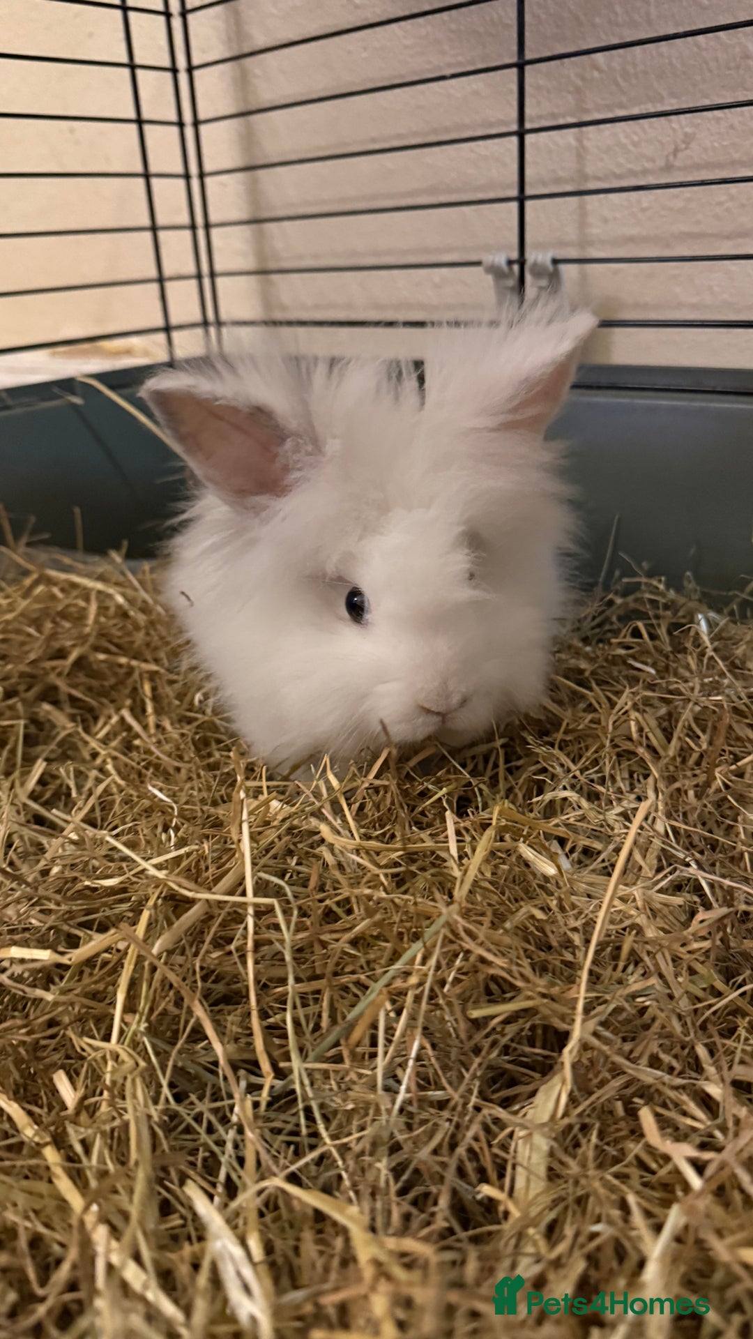 Lionhead rabbits for sale: Baby Lion head and Rex for sale!  - Image 4