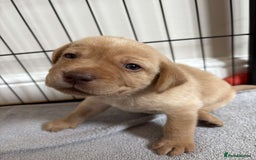 Labrador Retriever dogs for sale: Fox Red / yellow Labrador puppies for sale - Image 25