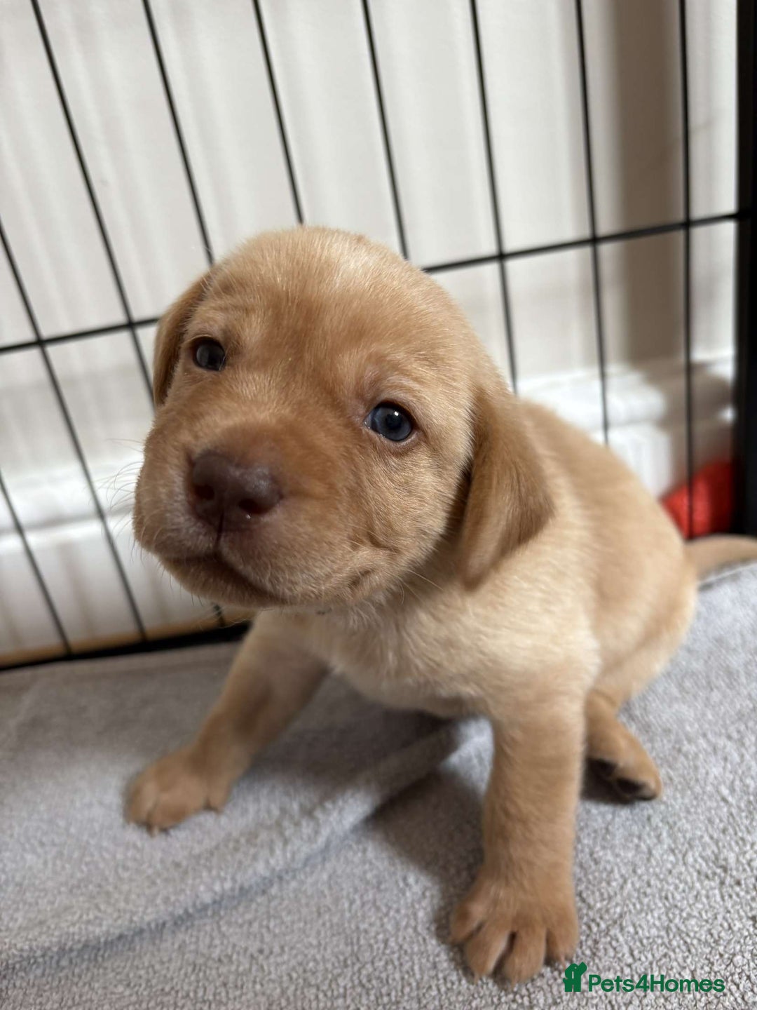 Labrador Retriever dogs for sale: Fox Red / yellow Labrador puppies for sale - Image 25