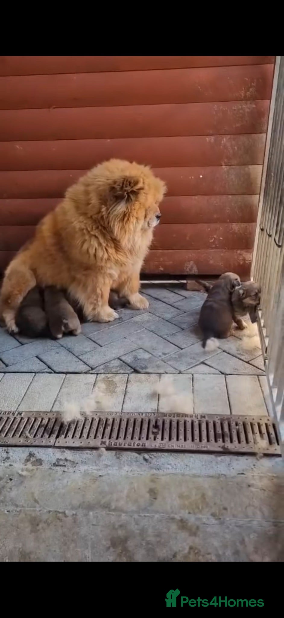 Chow Chow dogs Chow chow x golden retriever chow  - Advert 1