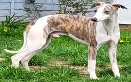 Whippet dogs for sale: Adult Female & Male Whippets Need New Home! - Image 4