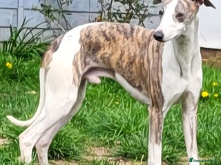 Whippet dogs - Advert 5