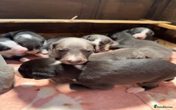 Mixed Breed dogs for sale: ❤️Beautiful whippet x greyhound puppies ❤️ - Image 6