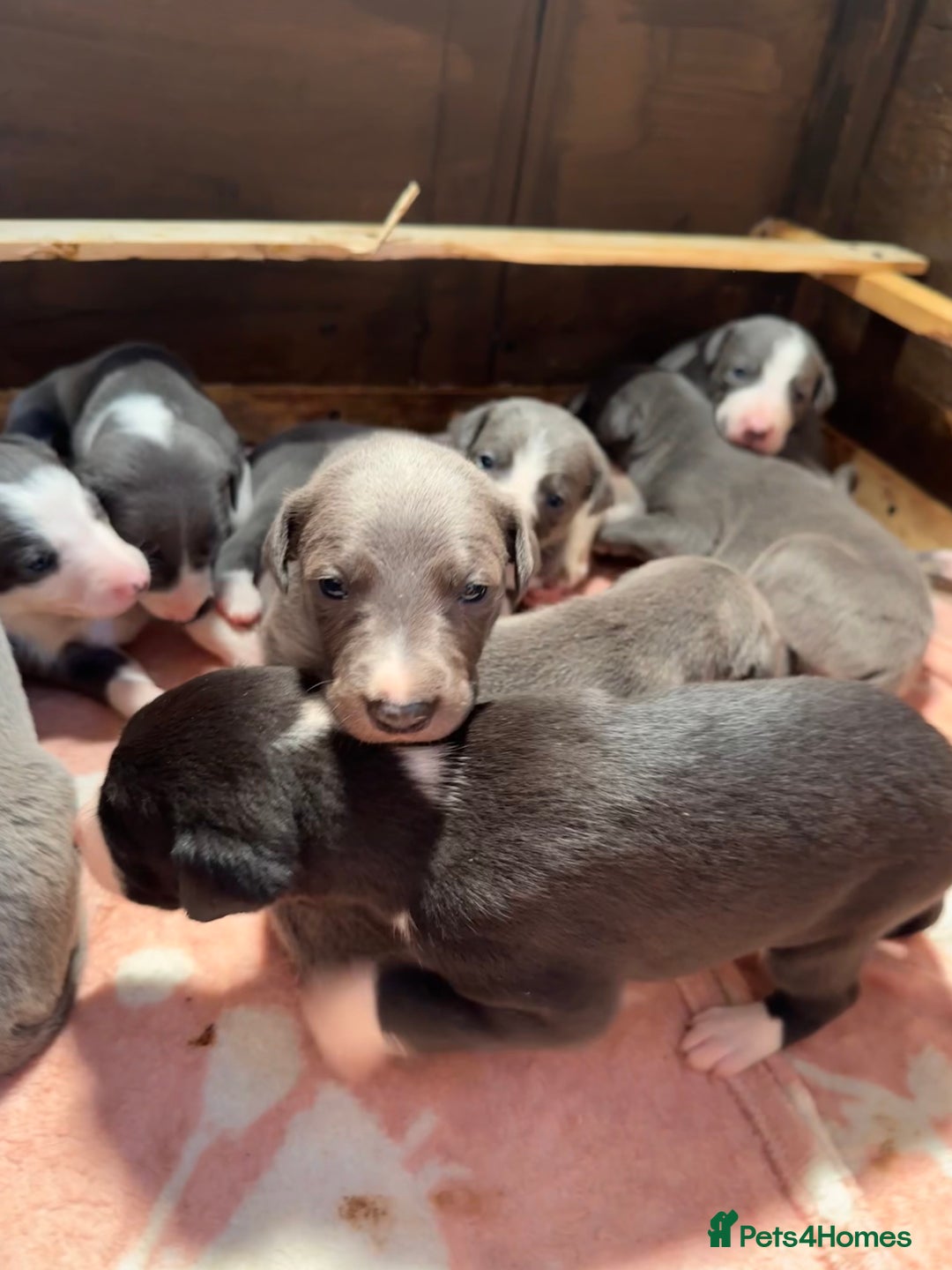 Mixed Breed dogs for sale: ❤️Beautiful whippet x greyhound puppies ❤️ - Image 6