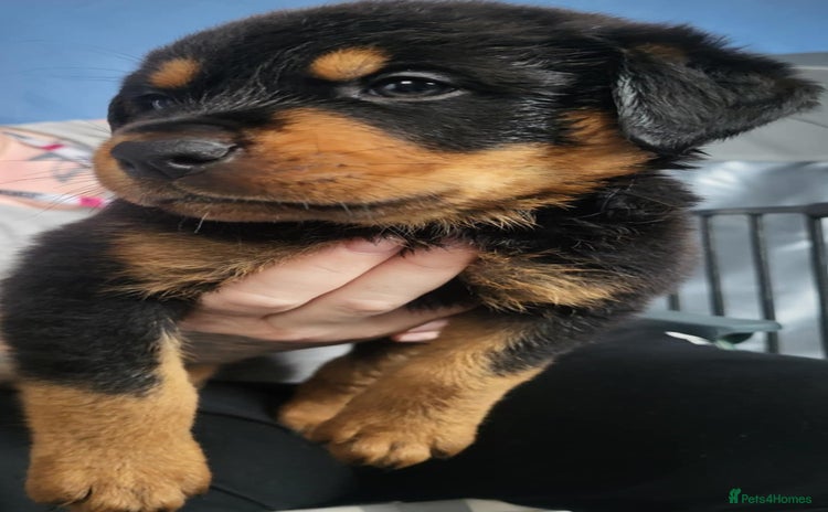 Rottweiler dogs - Advert 1