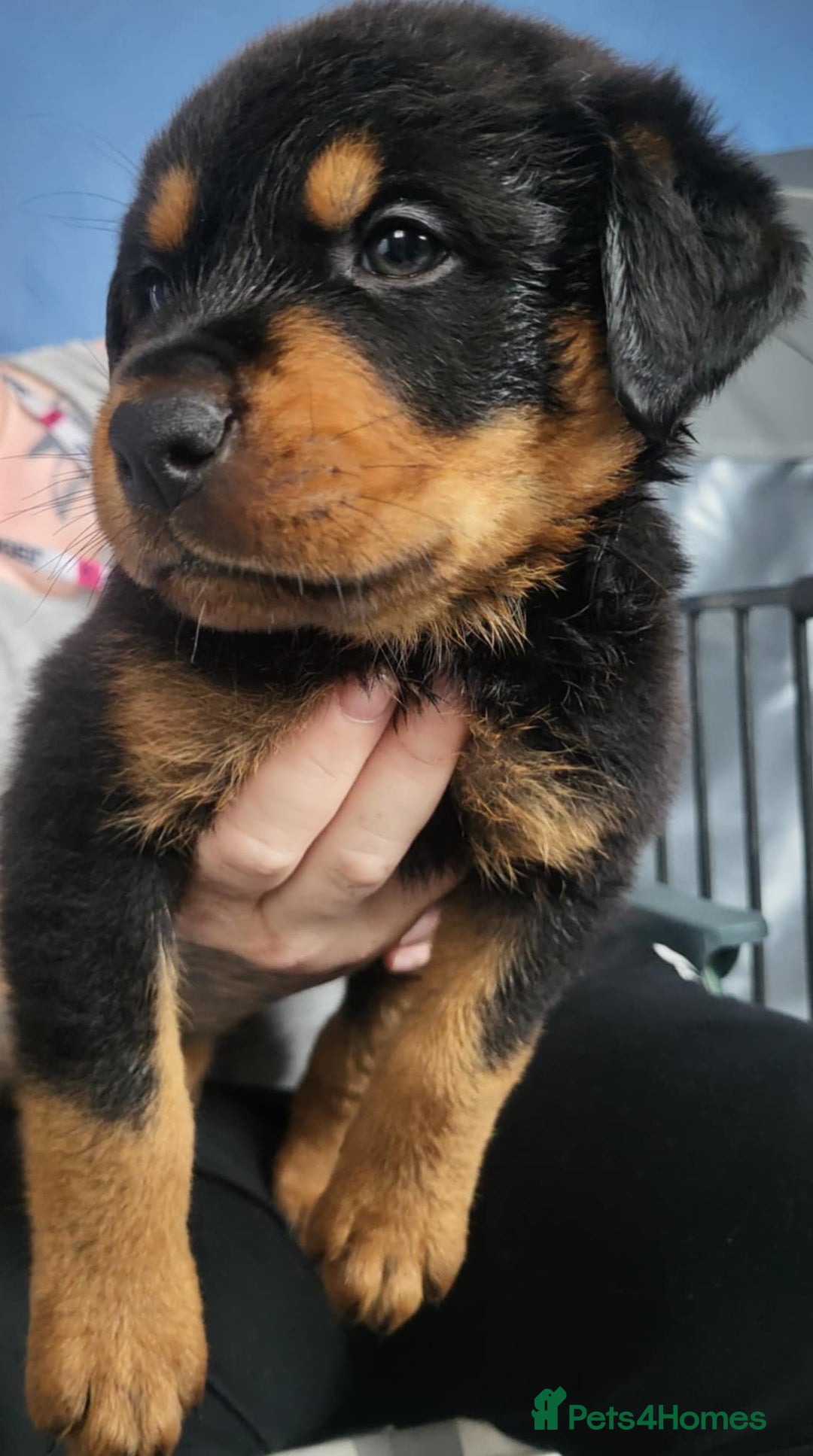 Rottweiler dogs for sale: Stunning rottweiler puppies  - Image 1