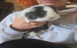 Guinea Pig rodents for sale: Two female guinea pigs comes with cage - Image 1