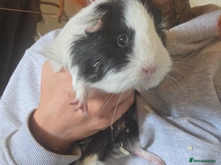 Guinea Pig rodents - Advert 20