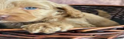 Cavapoo dogs for sale: 3 Cavapoo puppies rare colours/green eyes - Advert 19