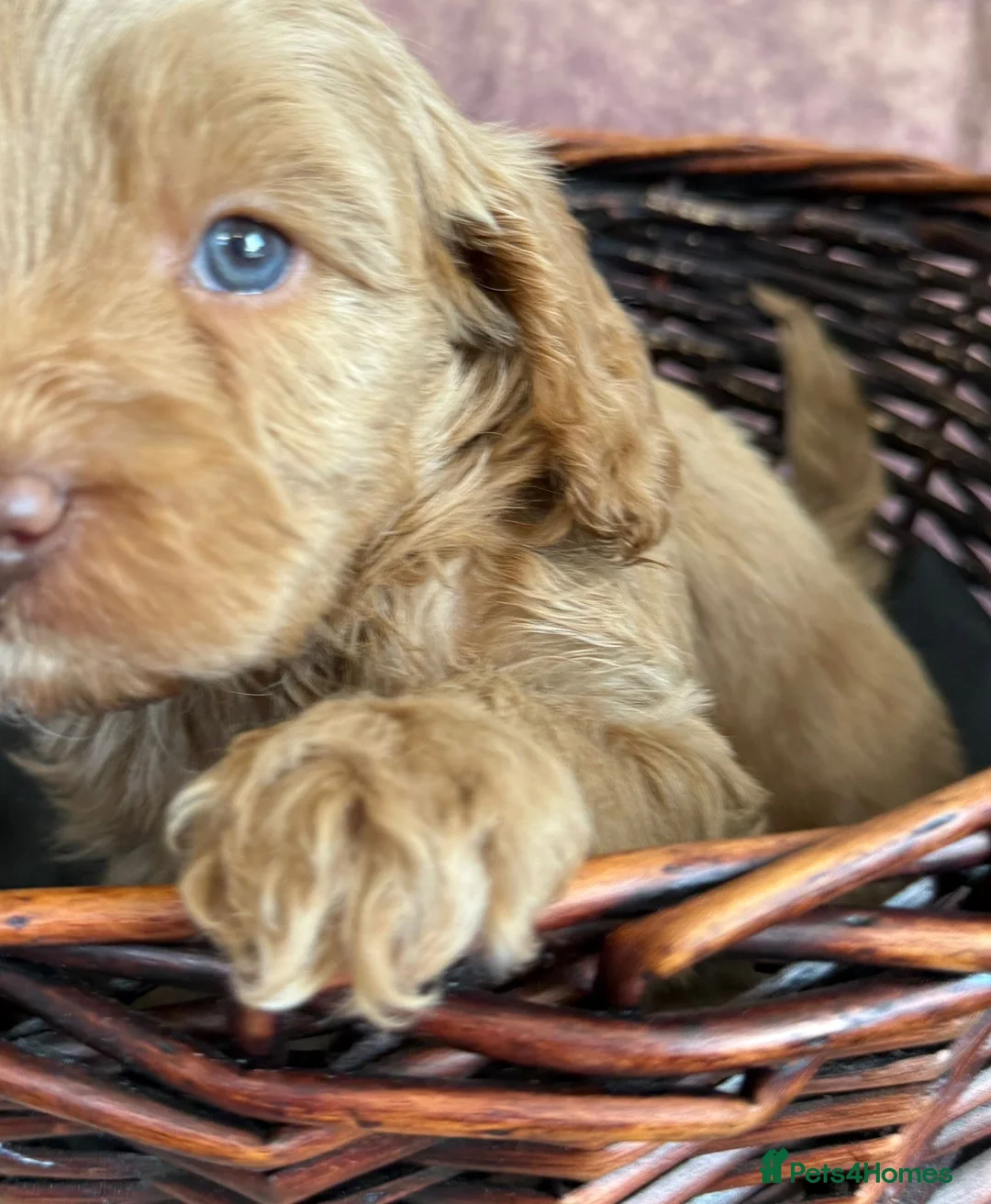 Cavapoo dogs for sale: 3 Cavapoo puppies rare colours/green eyes - Advert 19