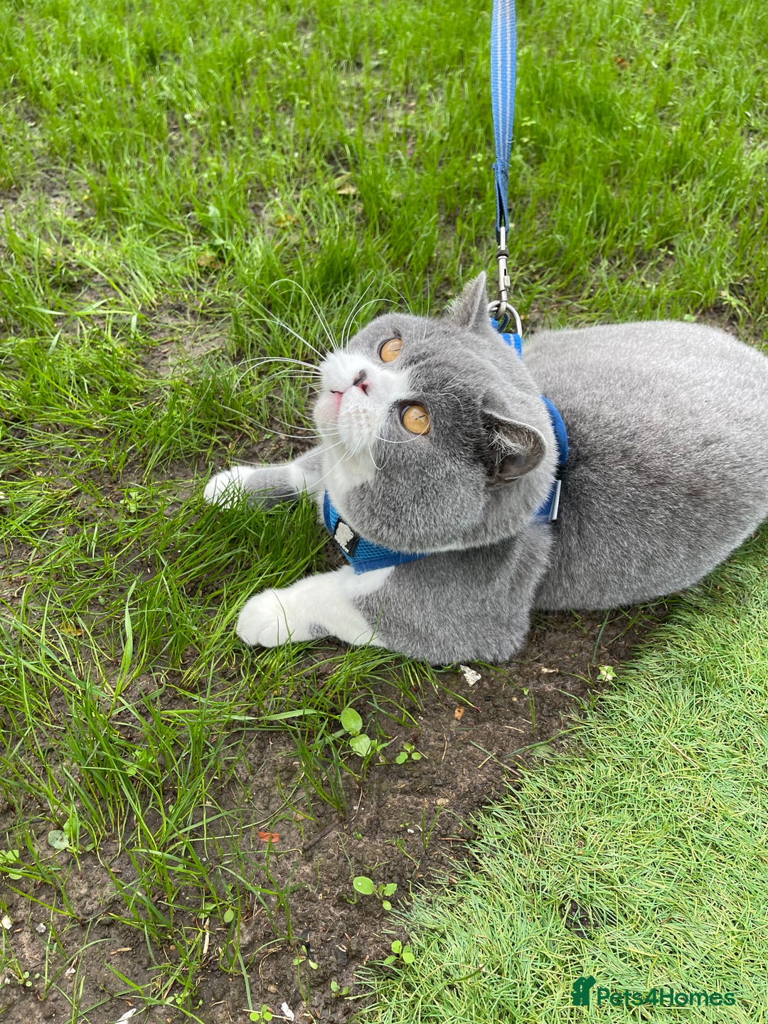 British Shorthair cats for stud: British Shorthair Blue Bicolour male stud duties in Enfield - Advert 11
