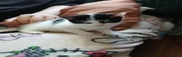 Mixed Breed cats for sale: Beautiful adorable little kitten - Advert 19
