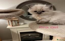 Ragdoll cats for sale: Beautiful Chunky Ragdoll Kittens For Sale - Image 24
