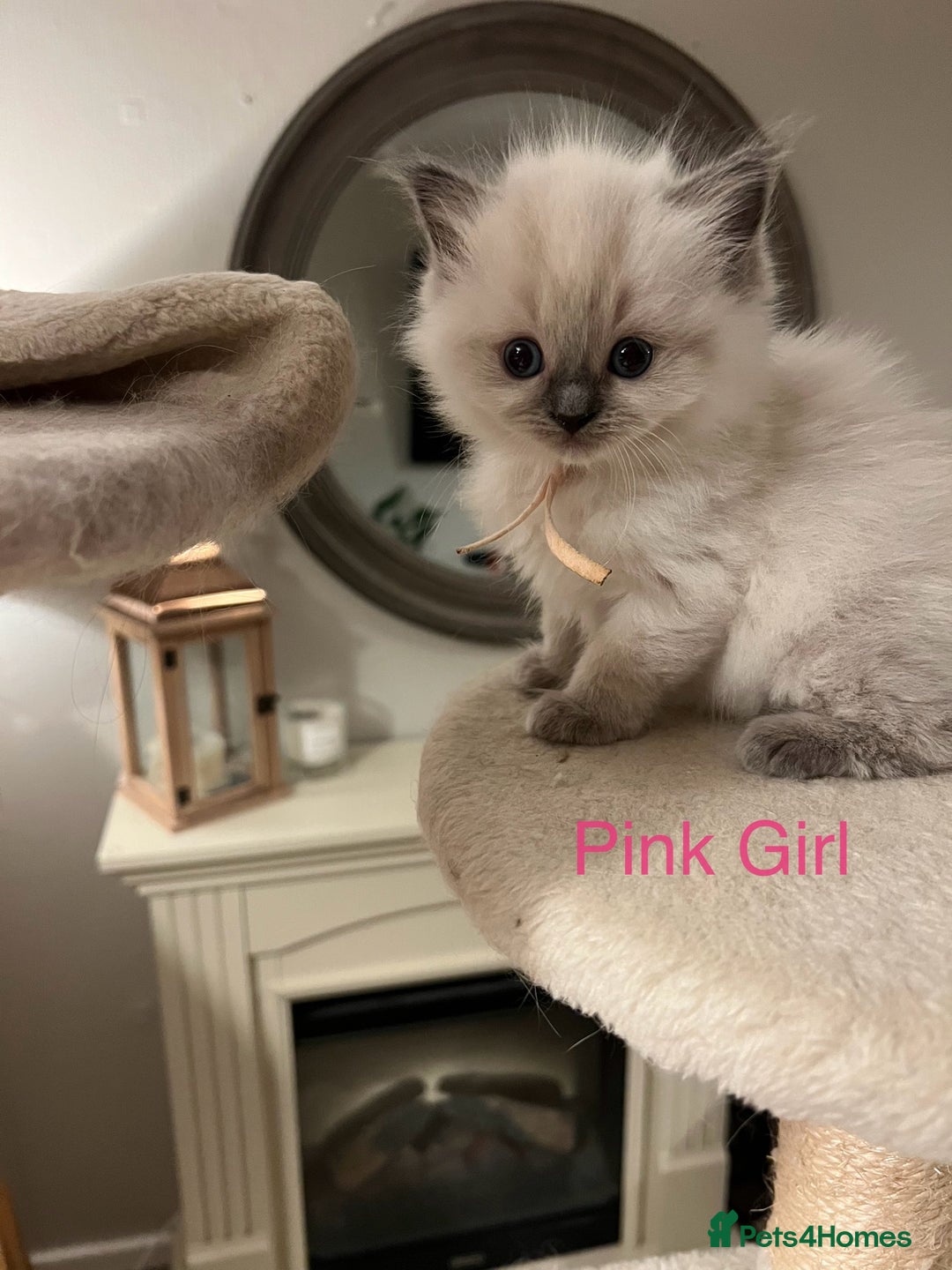 Ragdoll cats for sale: Beautiful Chunky Ragdoll Kittens For Sale - Image 24