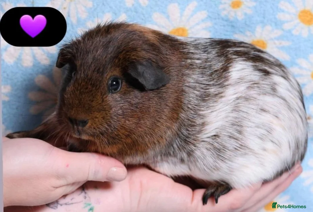 Guinea Pig rodents for sale: Beautiful guinea pigs - Advert 7