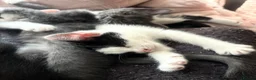 Mixed Breed cats for sale: Kittens  - Advert 21