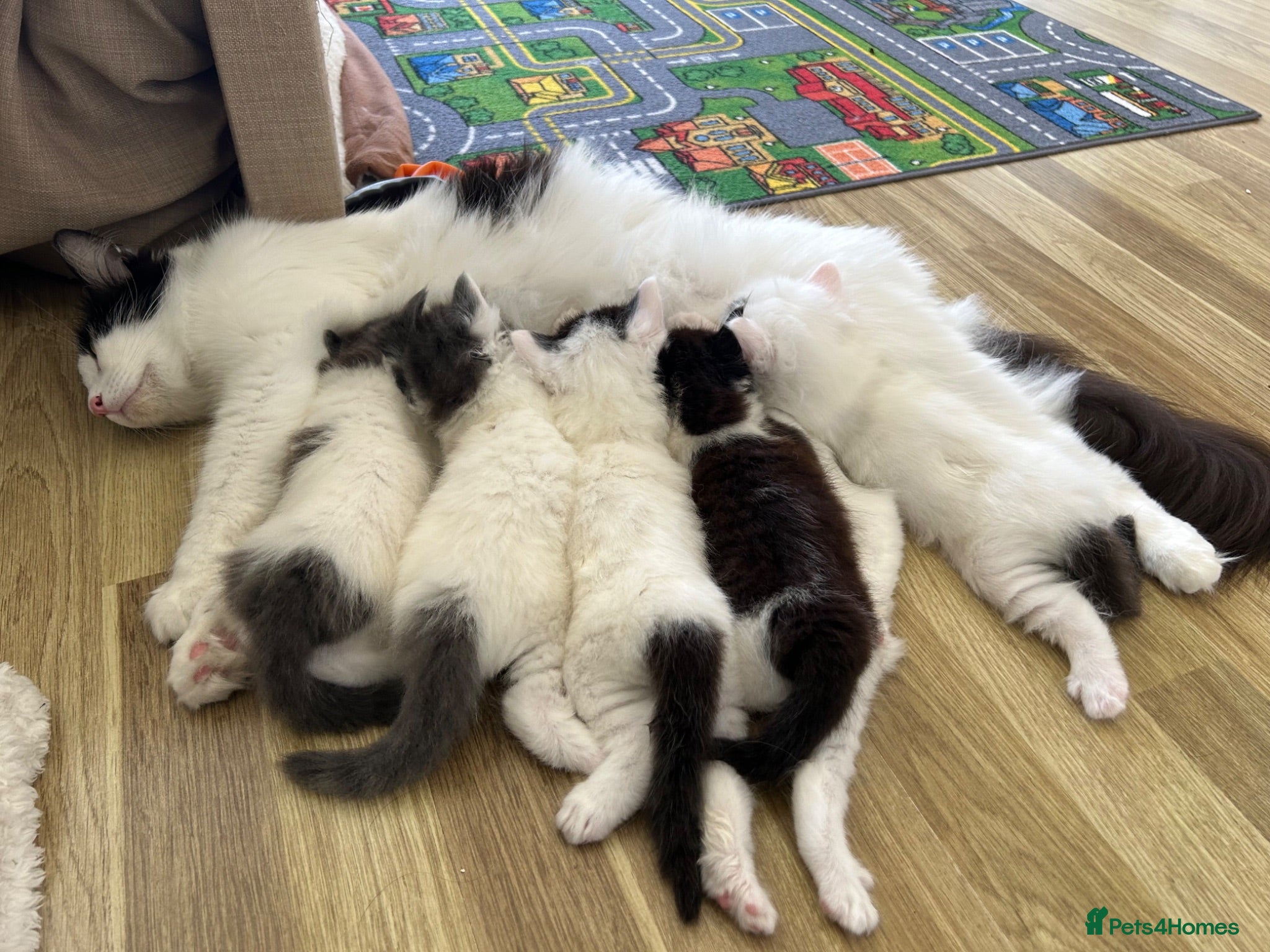 Ragdoll cats 🐾 2 Beautiful Ragdoll Cross Kittens left 🐾 - Advert 2