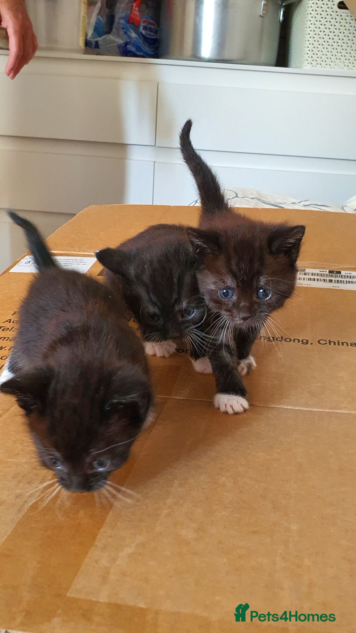 Mixed Breed cats 2 Mixed breed & 5 tuxedo kittens ready to leave - Advert 1