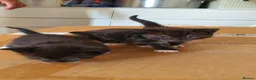 Mixed Breed cats for sale: 2 Mixed breed & 5 tuxedo kittens ready to leave - Advert 1