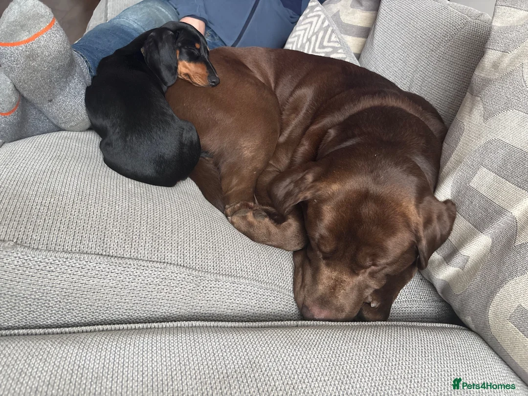 Labrador Retriever dogs for stud: Milo - Amazing boy available for Stud  in Manchester - Advert 5
