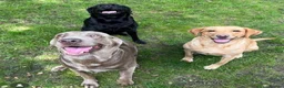 Labrador Retriever dogs for stud: KC Silver Labrador retriever proven stud  in Knutsford - Advert 5