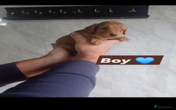 Cockapoo dogs for sale: Adorable Cockapoo’s - Image 2