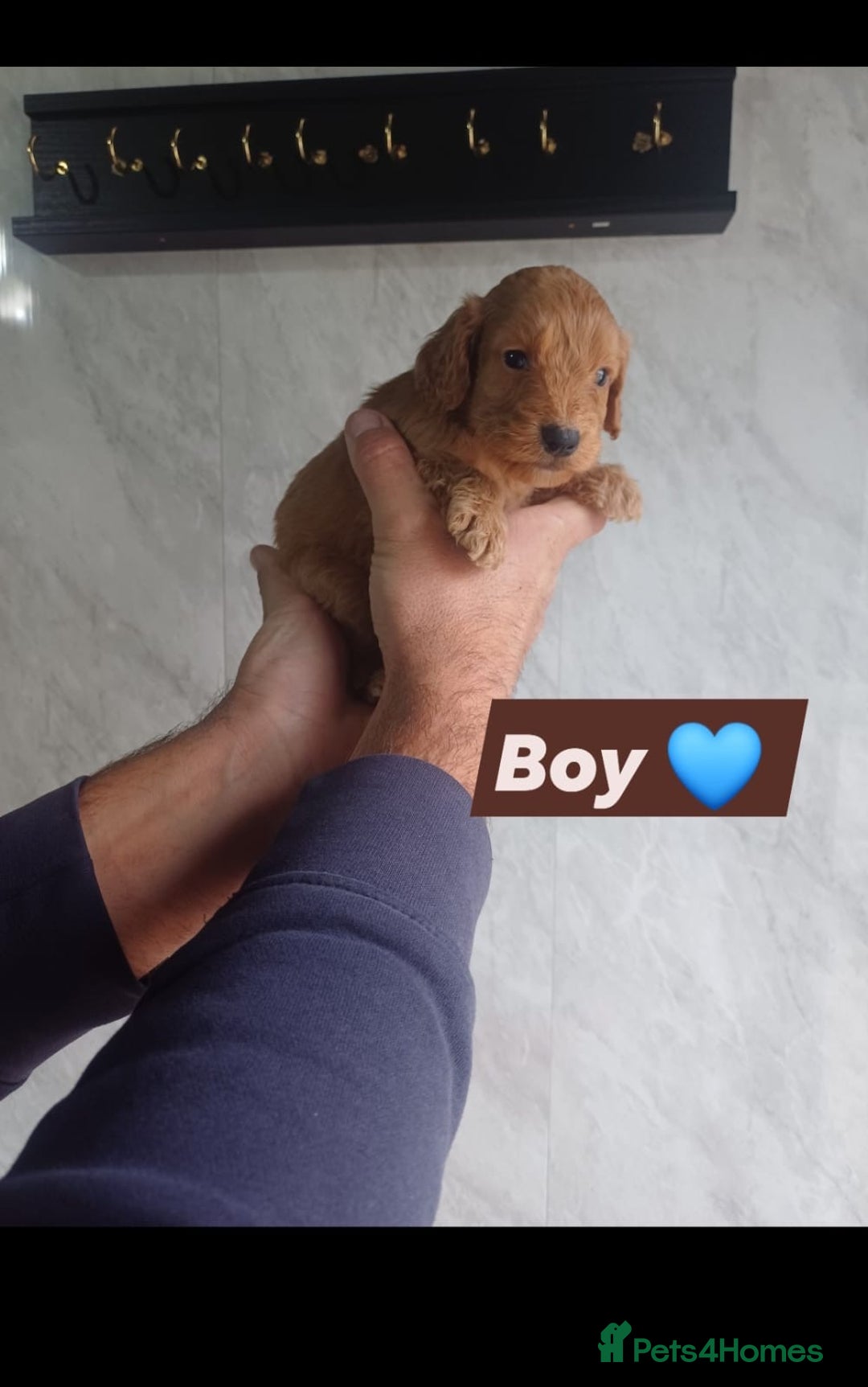 Cockapoo dogs for sale: Adorable Cockapoo’s - Image 2