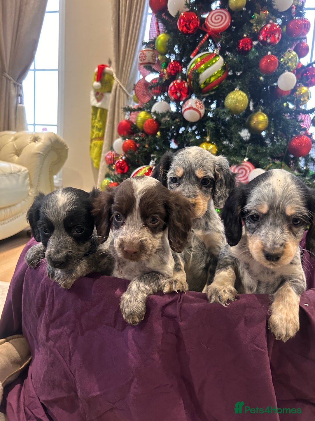 Cocker Spaniel dogs for sale: Cocker spaniel puppies  - Advert 1