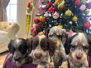 Cocker Spaniel dogs Cocker spaniel puppies - Advert 1