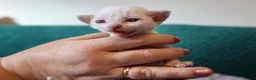 Devon Rex cats for sale: Devon rex kittens FIFE registered/spayed in Rainham - Advert 14