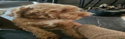 Cockapoo dogs for sale: Rehome 3 Yr old Cockapoo girl in Matlock - Advert 6