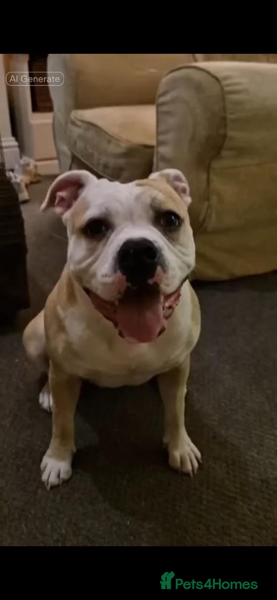 Alapaha Blue Blood Bulldog dogs Beautiful, 18 month Alapaha, pure breed  - Advert 7