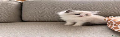 Ragdoll 5