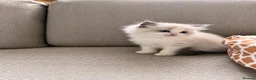 Ragdoll cats for sale: Gorgeous Ragdoll kittens  - Advert 9
