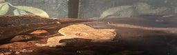 Gecko reptiles for sale: crested gecko - Advert 2