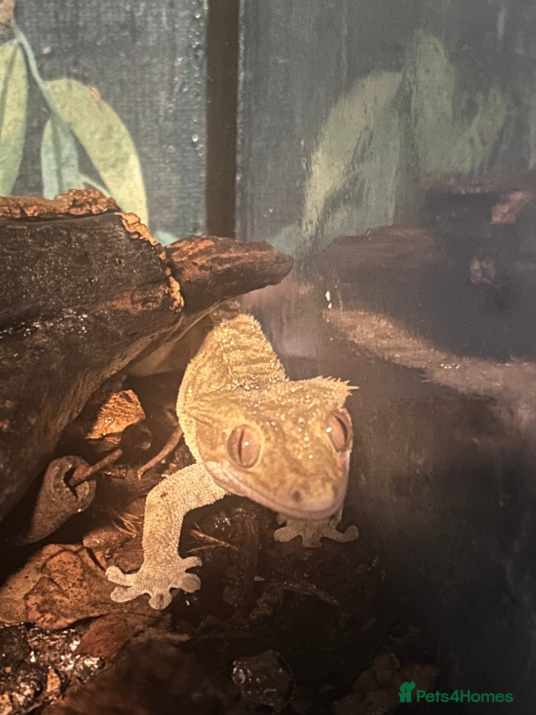Gecko reptiles for sale: crested gecko - Advert 2