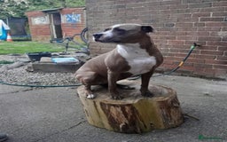 Mixed Breed dogs for sale: 3 loving puppys for sale - Image 9