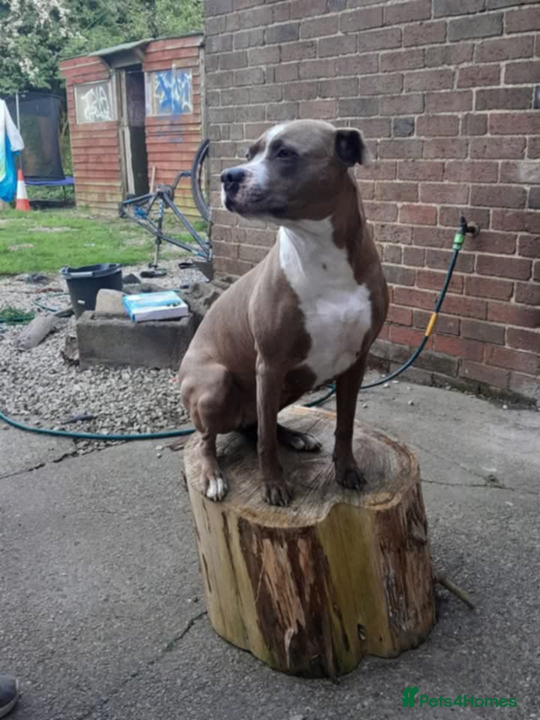 Mixed Breed dogs for sale: 3 loving puppys for sale - Image 9