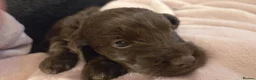 Cockapoo dogs for sale: Beautiful Chocolate Cockapoos  in Stafford - Advert 7