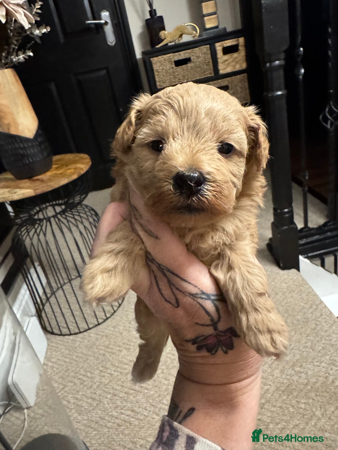 Maltipoo dogs for sale: Teddy bear maltipoo puppies  - Image 16