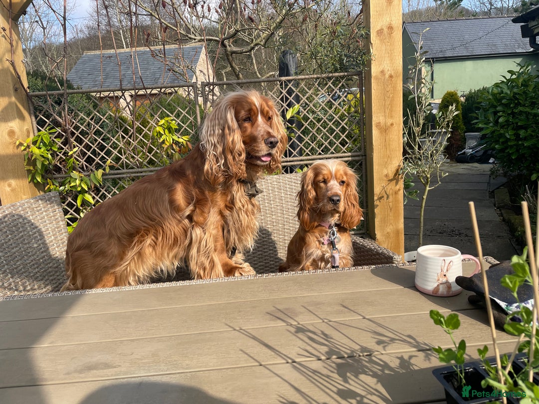 Cocker Spaniel dogs for sale: Lovely natured spaniel puppies - Image 15