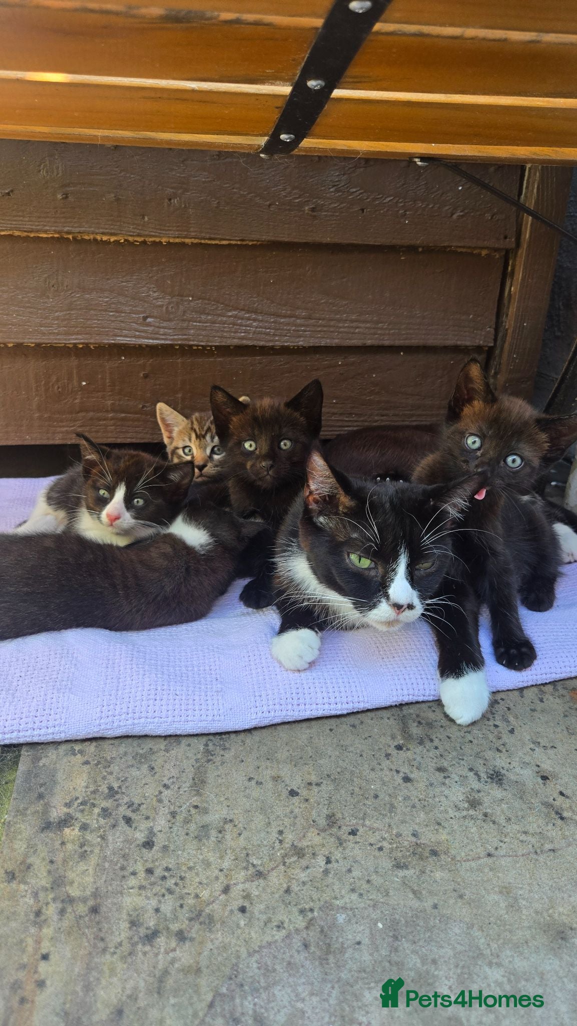 Mixed Breed cats Black kitten - Advert 1