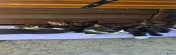 Mixed Breed cats for sale: Black kitten - Advert 1