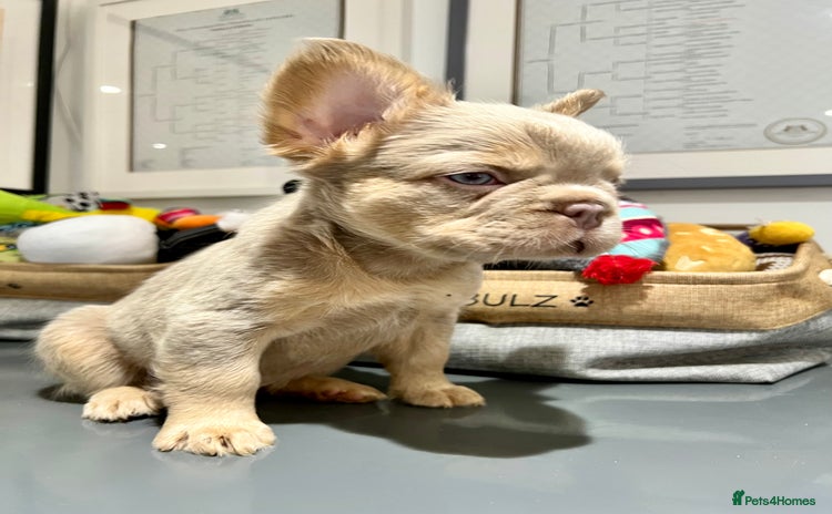 French Bulldog dogs - Advert 1