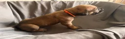 Presa Canario dogs for sale: Presa Canario Puppies Availale  - Advert 26
