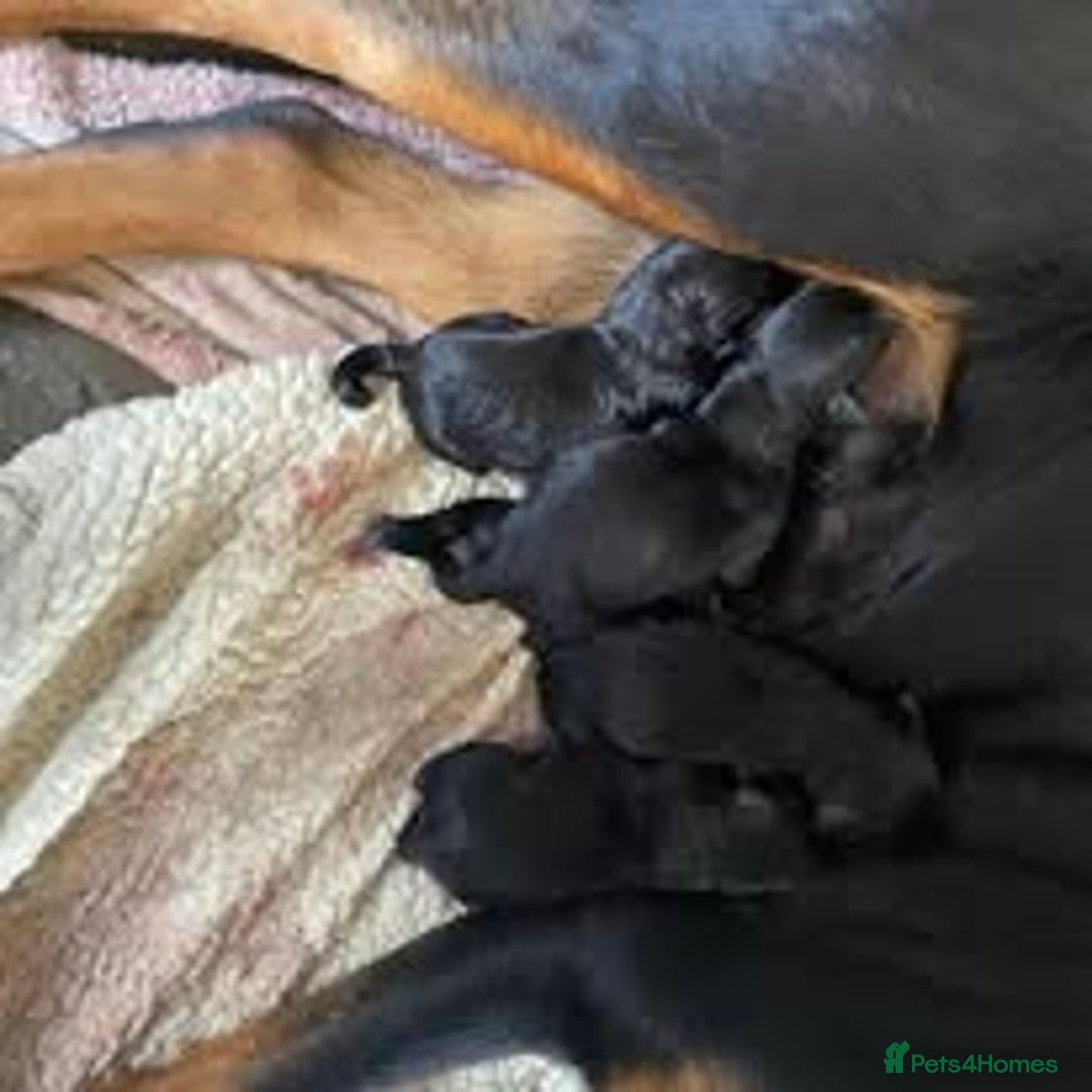 Mixed Breed dogs for sale: The Perfect Family Mid-Sized Pet - Sprocker X Rott - Image 10