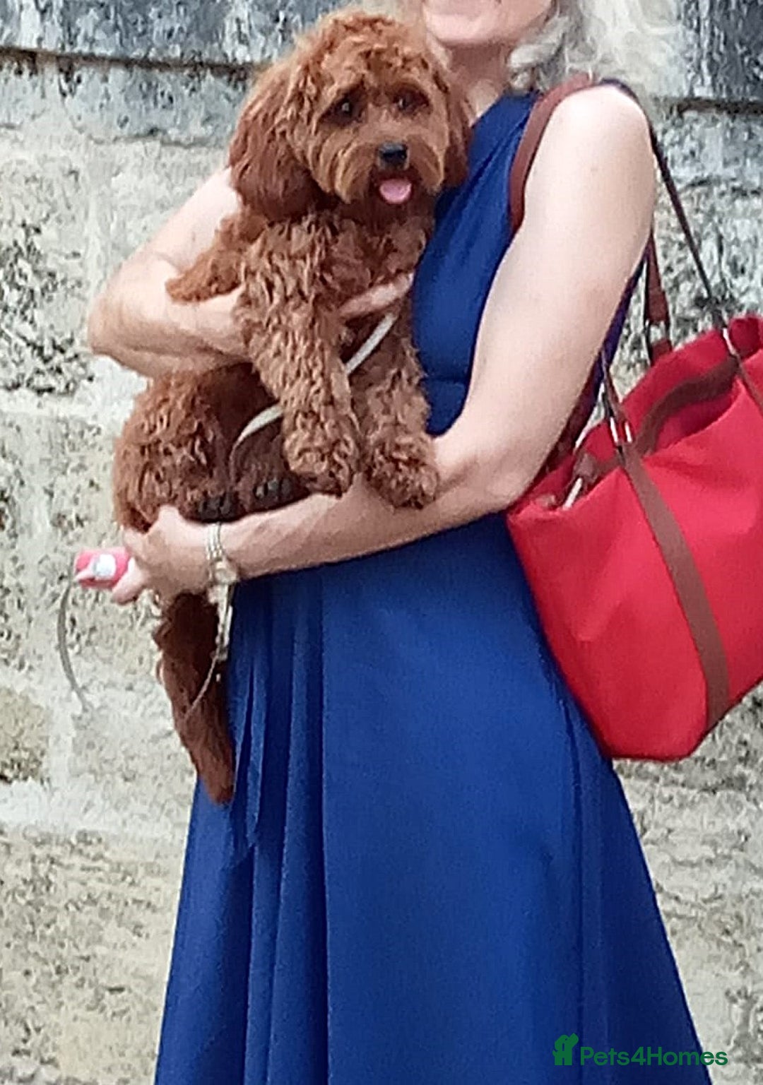 Cavapoo dogs for sale: Welcome to Cotswold Cavapoos - Advert 28