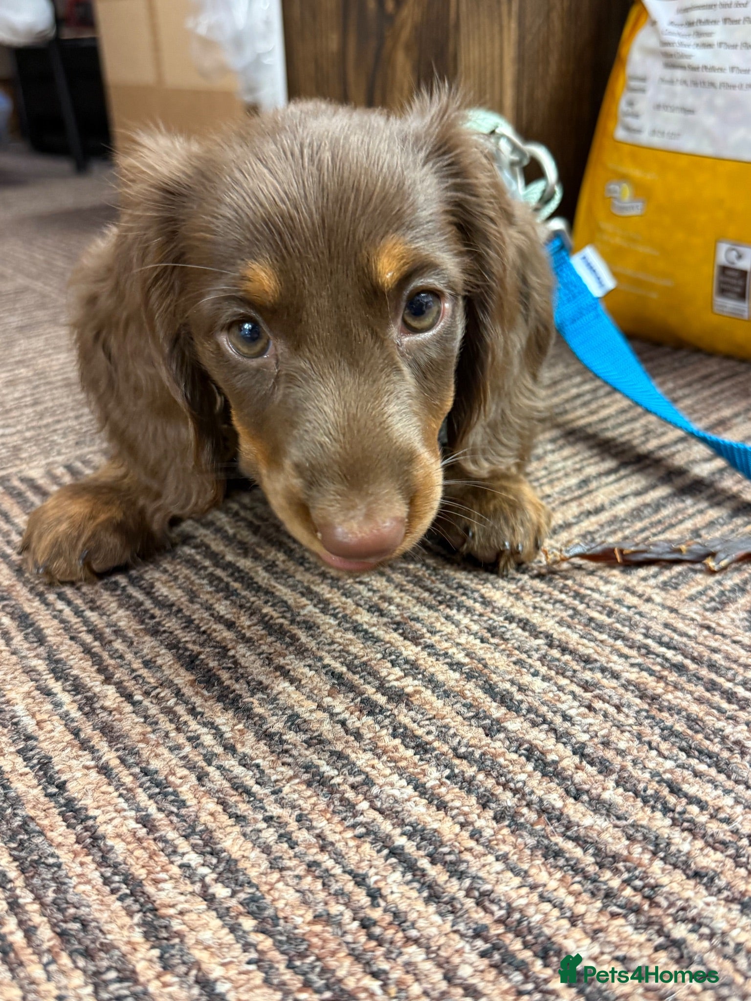 Miniature Dachshund dogs REDUCED Ready Now. 1 BOY KC Reg Mini Long Haired  - Advert 2